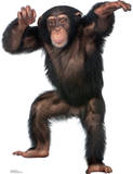 Young Chimpanzee Lifesize Standup Poster PAPPFIGUREN IN LEBENSGRÖSSE