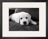Finn Prints by Kim Levin
