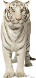 White Tiger Lifesize Standup Poster Imagen a tamaño natural White Tiger Lifesize Standup Poster Imagen a tamaño natural