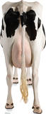 Cow's Rear Lifesize Standup Poster PAPPFIGUREN IN LEBENSGRÖSSE