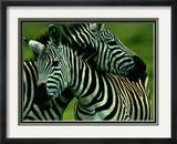 Burchells Zebras Framed Photographic Print by Chris Johns