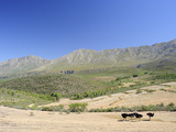 Ostriches, Swartberg, South Africa, Africa Photographic Print by Peter Groenendijk