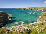 Pink Sea Thrift (Armeria Maritima) Growing on Clifftops Above Porthcothan Bay, Cornwall, England Photographic Print by Adam Burton