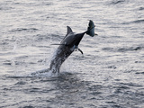 Blue Marlin (Makaira Nigricans) Hunting Dorado (Coryphaena Hippurus), Congo, Africa Photographic Print by Mick Baines & Maren Reichelt