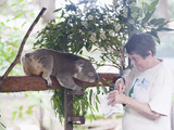 Volunteer Feeding Koala Bear (Phascolarctos Cinereus) at Sanctuary, Port Macquarie, Australia Photographic Print by Matthew Williams-Ellis