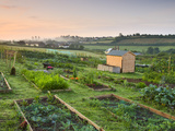 Raised Beds on Rural Allotment Plot, Outskirts of Morchard Bishop, Devon, England Photographic Print by Adam Burton