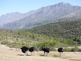 Ostriches, Swartberg, South Africa, Africa Photographic Print by Peter Groenendijk
