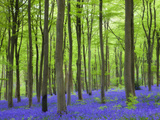 Carpet of Bluebells Growing in Beech Woodland at West Woods, Lockeridge Near Marlborough, England Photographic Print by Adam Burton