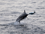 Blue Marlin (Makaira Nigricans) Hunting Dorado (Coryphaena Hippurus), Congo, Africa Photographic Print by Mick Baines & Maren Reichelt