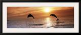 Sunset Dolphins Posters by Stuart Westmoreland