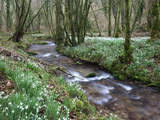 Snowdrops (Galanthus) Flowering in North Hawkwell Wood, Exmoor Nat'l Park, Somerset, England Photographie par Adam Burton