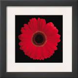 Gerbera Daisy Red Prints by Jim Christensen