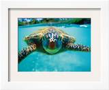 Honu, Hawaiian Sea Turtle Art by Kirk Lee Aeder