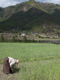 Female Farmer Working in Wheat Field, Paro Valley, Bhutan, Asia Photographic Print by Eitan Simanor