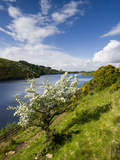 Hawthorn Tree in Blossom, Meldon Reservoir, Dartmoor National Park, Devon, England, United Kingdom Photographic Print by Adam Burton