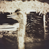 Ostrich in Profile Photographic Print by Theo Westenberger