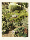 California Cactus Pasadena Photographic Print by Theo Westenberger
