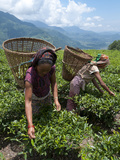 Tea Plucking in the Annapurna Area, Lwang, Pokhara, Nepal, Asia Fotografie-Druck von Eitan Simanor