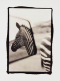 Zebra in the Mirror 1 Photographic Print by Theo Westenberger