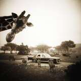 Giraffe and Friends Falcon Ridge Texas Photographic Print by Theo Westenberger