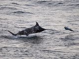 Blue Marlin (Makaira Nigricans) Hunting Dorado (Coryphaena Hippurus), Congo, Africa Photographic Print by Mick Baines & Maren Reichelt