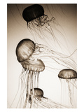 Jellyfish in Motion 2 Photographic Print by Theo Westenberger