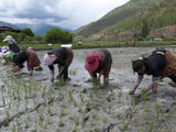 Female Farmers Transplanting Rice Shoots into Rice Paddies, Paro Valley, Bhutan, Asia Photographic Print by Eitan Simanor