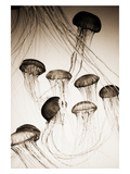 Jellyfish in Motion 3 Photographic Print by Theo Westenberger