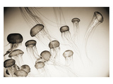 Jellyfish in Motion 4 Photographic Print by Theo Westenberger