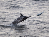 Blue Marlin (Makaira Nigricans) Hunting Dorado (Coryphaena Hippurus), Congo, Africa Photographic Print by Mick Baines & Maren Reichelt