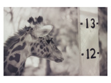 13' Giraffe Photographic Print by Theo Westenberger
