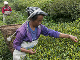 Women Plucking Tea, Fikkal, Nepal, Asia Fotografie-Druck von Eitan Simanor