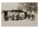 Sheep Committtee Photographic Print by Theo Westenberger