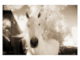White Horse Black Nose Photographie par Theo Westenberger