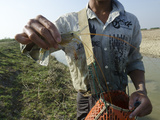 Large Shrimp from Waterway in Irrawaddy Delta, Myanmar (Burma), Asia Photographic Print by Eitan Simanor