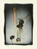 Jellyfish in Motion 1 Photographic Print by Theo Westenberger