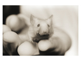 Mouse in Hand Photographic Print by Theo Westenberger