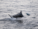 Blue Marlin (Makaira Nigricans) Hunting Dorado (Coryphaena Hippurus), Congo, Africa Photographic Print by Mick Baines & Maren Reichelt