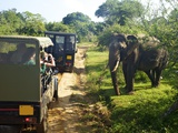 Asiatic Tusker Elephant (Elephas Maximus Maximus), Yala National Park, Sri Lanka Photographic Print by Peter Barritt