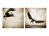 Pelicans St Petersburg, 2 Photographic Print by Theo Westenberger