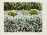 California Cactus Garden 1975 Photographic Print by Theo Westenberger