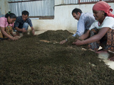 Lwan Tea Factory, Pokhara, Annapurna Region, Nepal, Asia Fotografie-Druck von Eitan Simanor