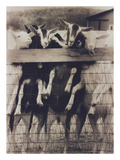Goat Chorus Line Photographic Print by Theo Westenberger