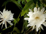 Queen of Night (Epiphyllum Oxypetalum), Blooms Only Once at Midnight for Few Hours, Philippines Photographic Print by Luca Tettoni