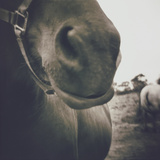 Looking a Gift Horse in the Mouth Photographic Print by Theo Westenberger