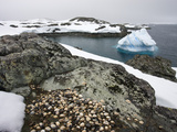 Limpet Shells on the Rocks at White Island, in the Antarctic Peninsula, Antarctica, Polar Regions Photographic Print by Adam Burton