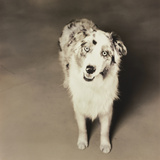 Dog Looking for a Home Photographic Print by Theo Westenberger