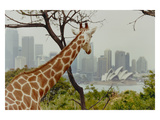 Giraffe at the Sydney Opera House Photographic Print by Theo Westenberger