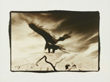 Vulture in Flight San Bernardino CA Photographic Print by Theo Westenberger