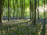 Early Morning Sunlight in West Woods Bluebell Woodland, Lockeridge, Marlborough, Wiltshire, England Photographic Print by Adam Burton